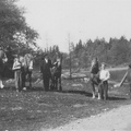 Somvik pingstdagen 1947, visning av 5 hästar